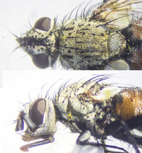 Réf. 190 144 : Demoticus plebejus