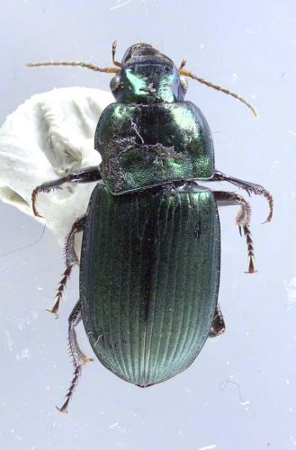 Harpalus cupreus