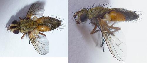 Solieria vacua