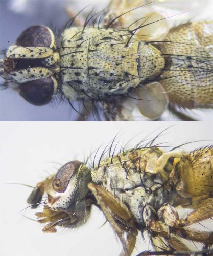 Solieria vacua
