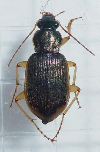 Chlaenius vestitus