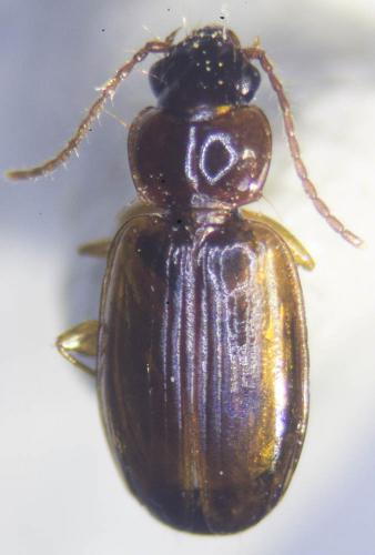 Trechus quadristriatus