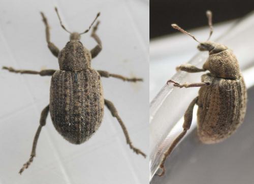 Réf. 190 490 : Brachypera zoilus