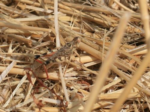 Dociostaurus maroccanus