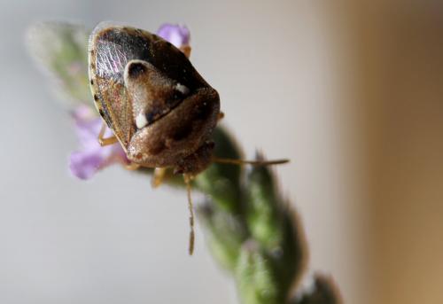 Stagonomus bipunctatus bipunctatus