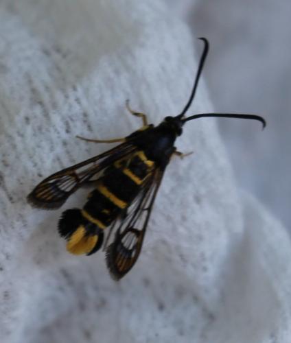 Synanthedon melliniformis