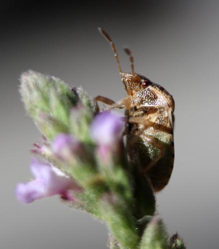 Stagonomus bipunctatus bipunctatus