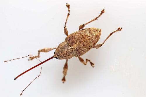 Réf. 190 335 : Curculio elephas