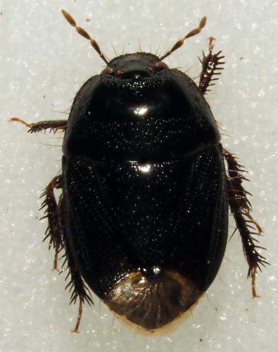 Cydninae