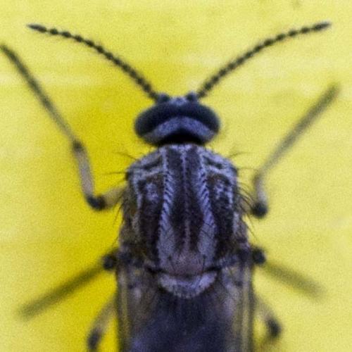 Dasyhelea sp.