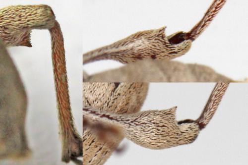 Curculio elephas
