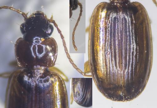 Trechus quadristriatus