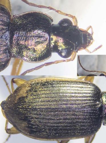 Chlaenius vestitus