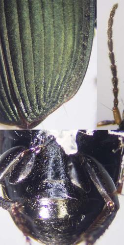 Harpalus cupreus