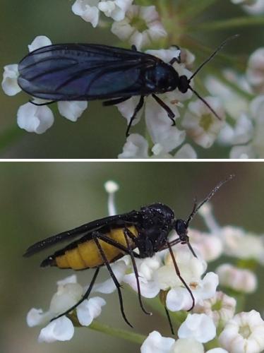 Sciara sp.