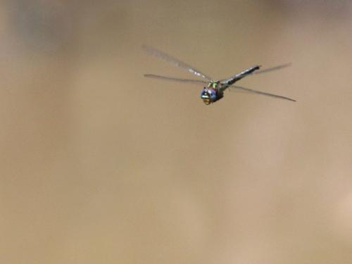 Epiaeschna heros