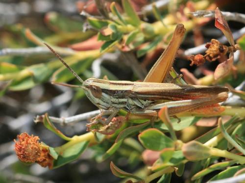Euchorthippus chopardi
