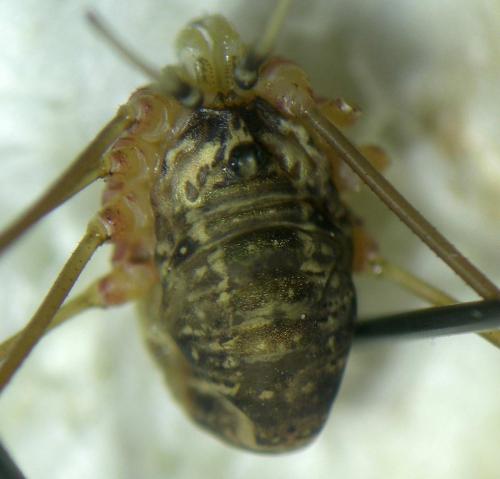 Leiobunum apenninicum