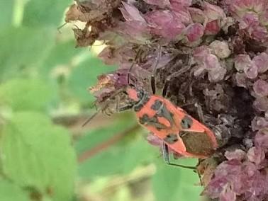 Corizus hyoscyami hyoscyami