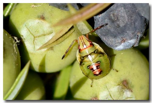 Cyphostethus tristriatus