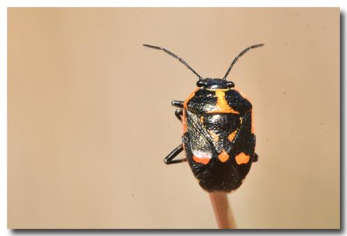Eurydema oleracea