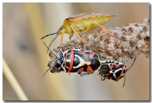 Eurydema ornata