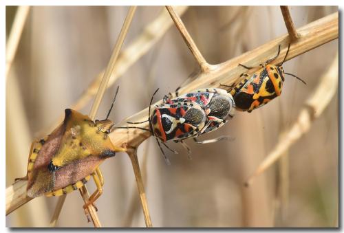 Eurydema ornata