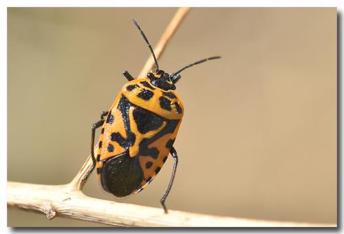 Eurydema ventralis