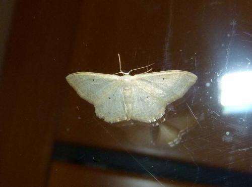 Idaea straminata