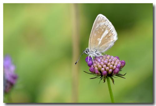 Aricia nicias