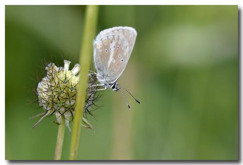Aricia nicias
