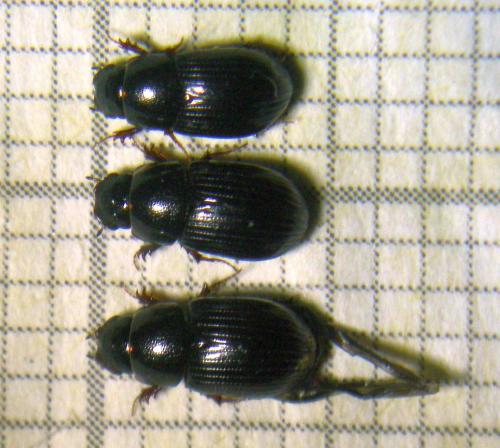 Aphodiinae