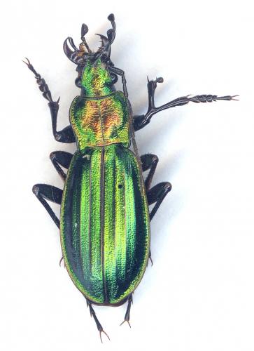 Réf. 190 268 : Carabus auronitens