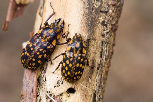 Mitophyllus foveolatus