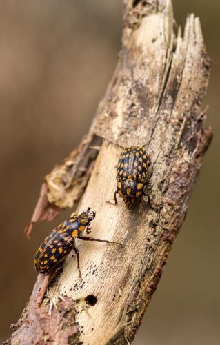 Mitophyllus foveolatus