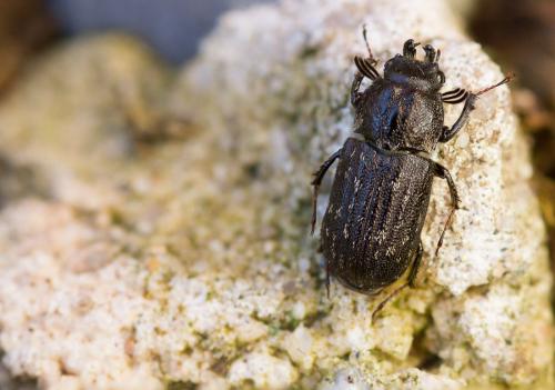 Holloceratognathus helotoides