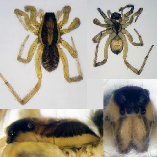 Hogna radiata