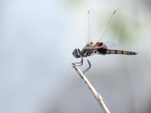 Macrodiplax balteata