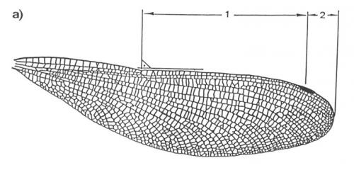 Calopteryx sp.