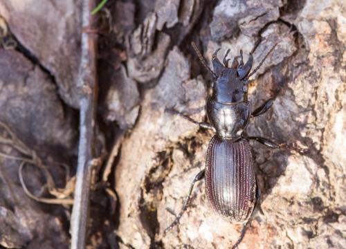 Mecodema sp.