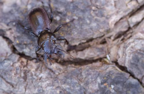 Mecodema sp.