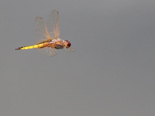 Réf. 190 683 : Miathyria marcella
