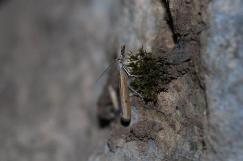 Agriphila poliellus