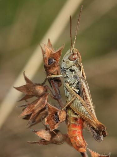Réf. 190 684 : Omocestus haemorrhoidalis haemorrhoidalis