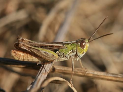Réf. 190 688 : Omocestus petraeus