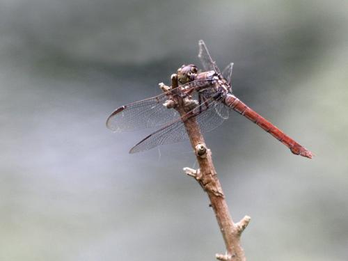 Orthemis ferruginea
