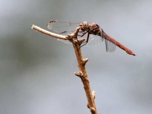 Orthemis ferruginea