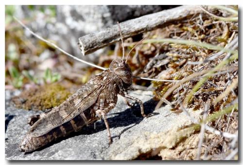 Réf. 190 110 : Celes variabilis variabilis
