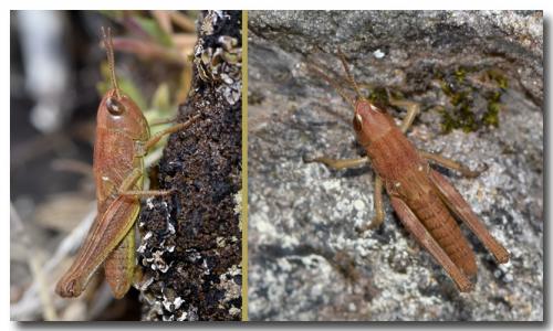 Réf. 190 566 : Pseudochorthippus parallelus