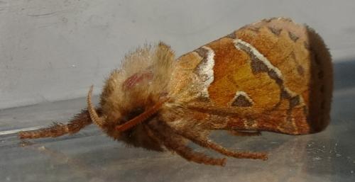Triodia sylvina